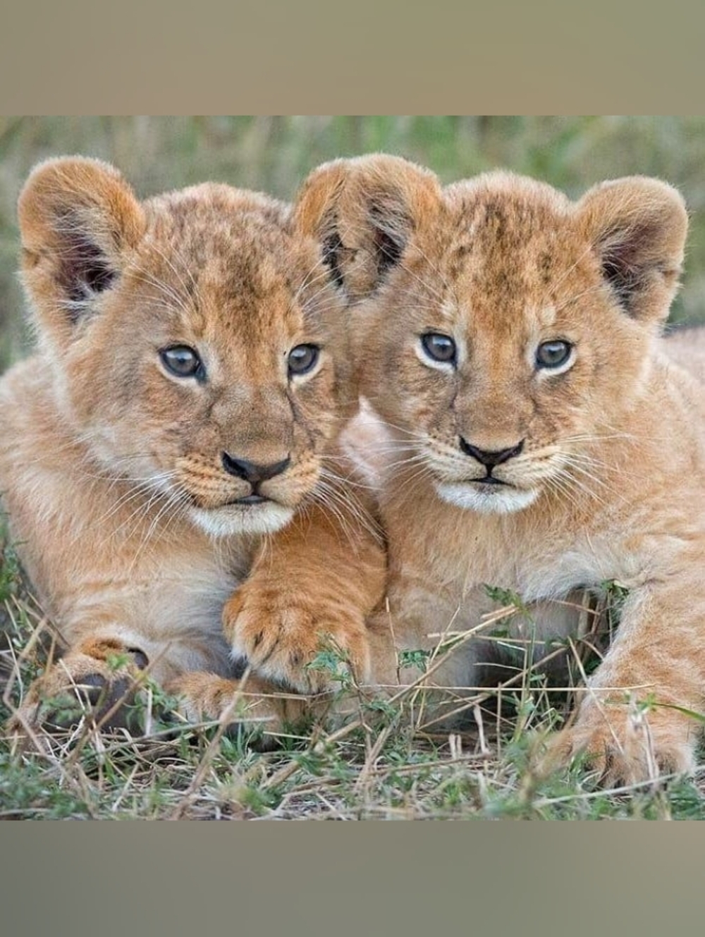 Custom Fridge Magnets Lion Cubs Home Kitchen Decor